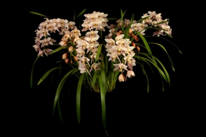 Cymbidium Parish Cherry New Horizon CCM/AOS 85 pts.